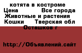 котята в костроме › Цена ­ 2 000 - Все города Животные и растения » Кошки   . Тверская обл.,Осташков г.